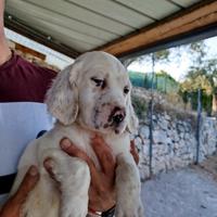Cuccioli di setter