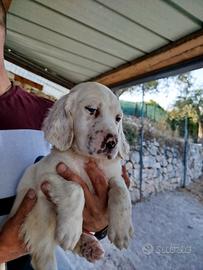 Cuccioli di setter
