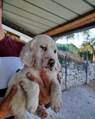 Cuccioli di setter