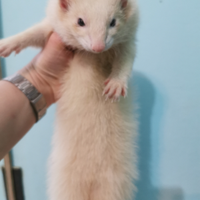 Dolcissimi Cuccioli di furetto