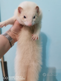 Dolcissimi Cuccioli di furetto