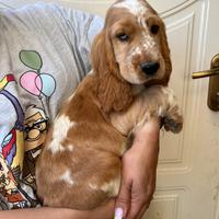 Cocker spaniel inglese
