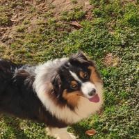 Maschio Australian shepherd/pastore australiano