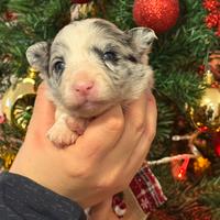 Border collie cuccioli pronti da febbraio