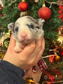 Border collie cuccioli pronti da febbraio