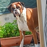 Boxer maschio da monta