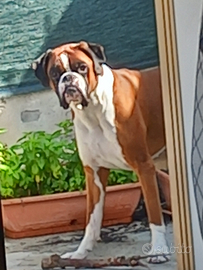 Boxer maschio da monta