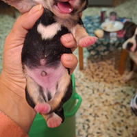 Cuccioli incrocio di maltese e York shire