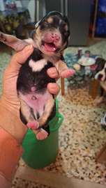 Cuccioli incrocio di maltese e York shire