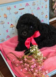 Cuccioli di barboncini