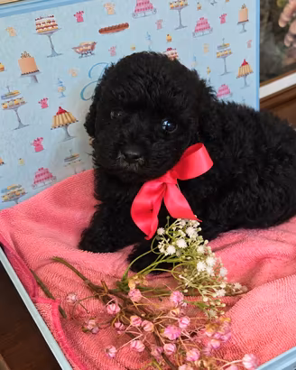 Cuccioli di barboncini