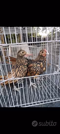 Galline sebright oro