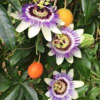 Passiflora