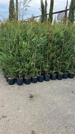 Realizza la tua siepe