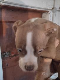 Pitbull Red nose cucciolo di due mesi maschio