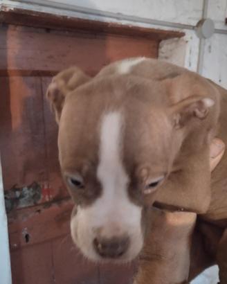 Pitbull Red nose cucciolo di due mesi maschio
