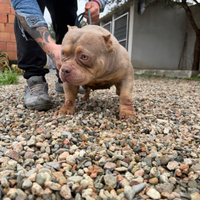 American bully poket
