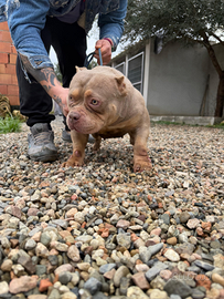 American bully poket