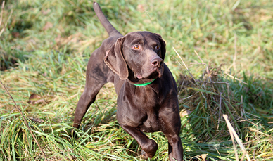 Kurzhaar pronta caccia
