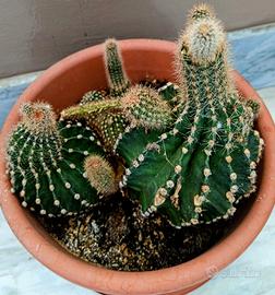 pianta in vaso echinopsis  subdenudata