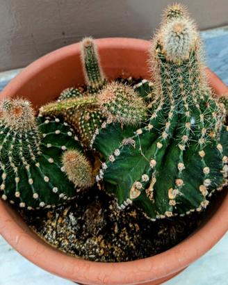 pianta in vaso echinopsis  subdenudata