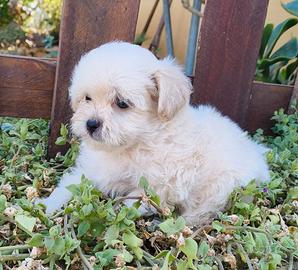 Cuccioli di maltipoo