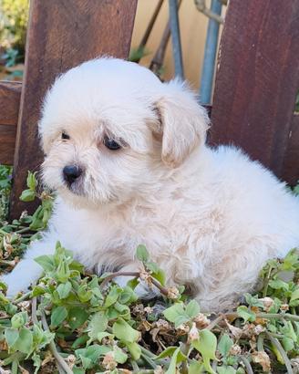 Cuccioli di maltipoo
