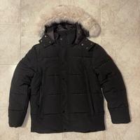 Canada goose