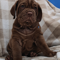 Mastino Napoletano cuccioli