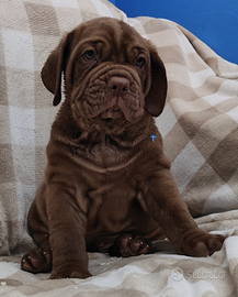 Mastino Napoletano cuccioli