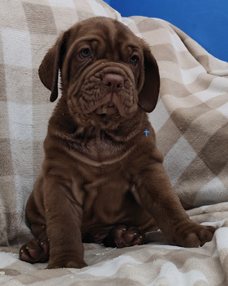 Mastino Napoletano cuccioli