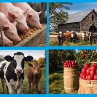 Addetto al bestiame, operaio agricolo
