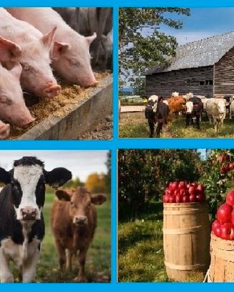 Addetto al bestiame, operaio agricolo