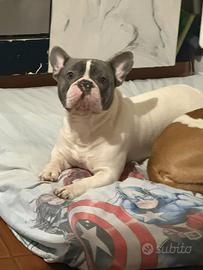 Bulldog francese 2 anni e mezzo