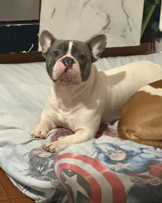 Bulldog francese 2 anni e mezzo
