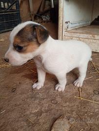 Animali