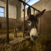 Asini - maschi e femmine