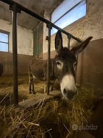 Asini - maschi e femmine