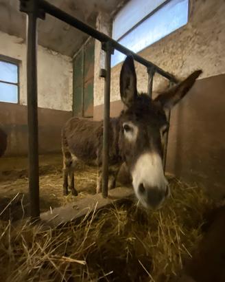 Asini - maschi e femmine