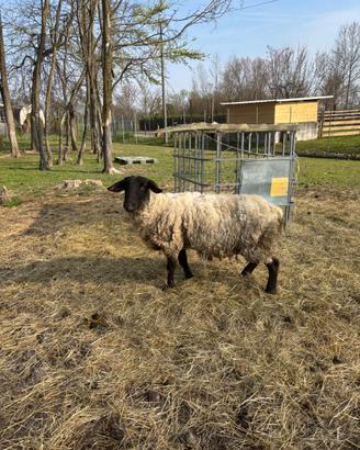 Pecora suffolk