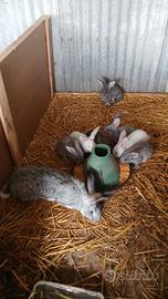 Conigli gigante tedesco