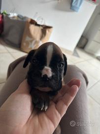 Cuccioli Boxer
