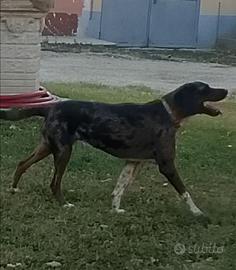 Cane femmina