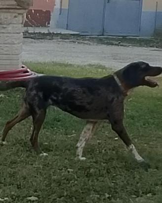 Cane femmina