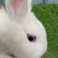 Coniglio razza ermellino Occhi blu disponibili in