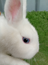 Coniglio razza ermellino Occhi blu disponibili in