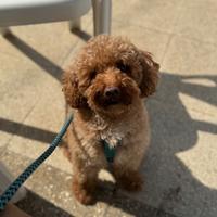 Barboncino per monta