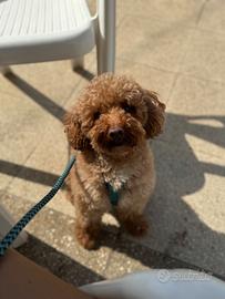 Barboncino per monta