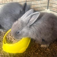 Conigli cuccioli ariete e testa di leone