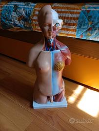 busto anatomico per bambini bi sex 